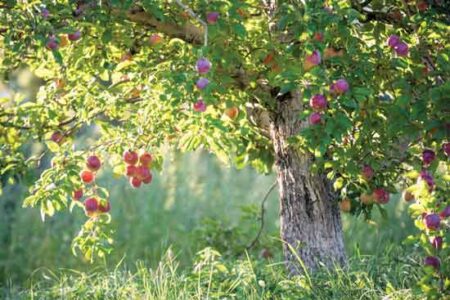 Heirloom Apples: An American Classic